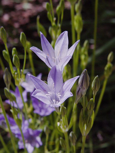 File:Triteleia laxa (flowers).jpg