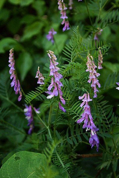 File:Vicia tenuifolia 2.jpg