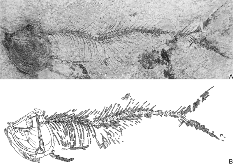 File:Xeneichthys.png