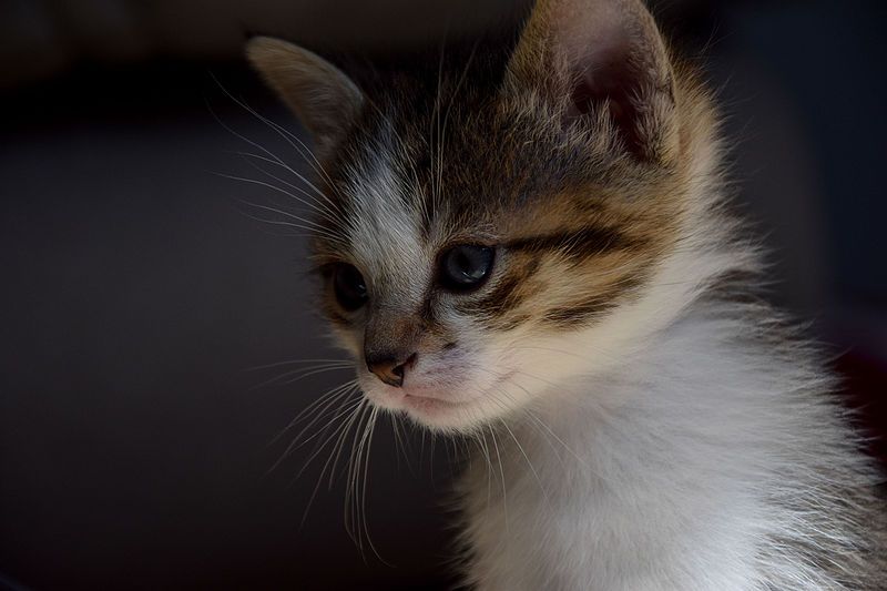 File:1-month-old kitten 39.jpg