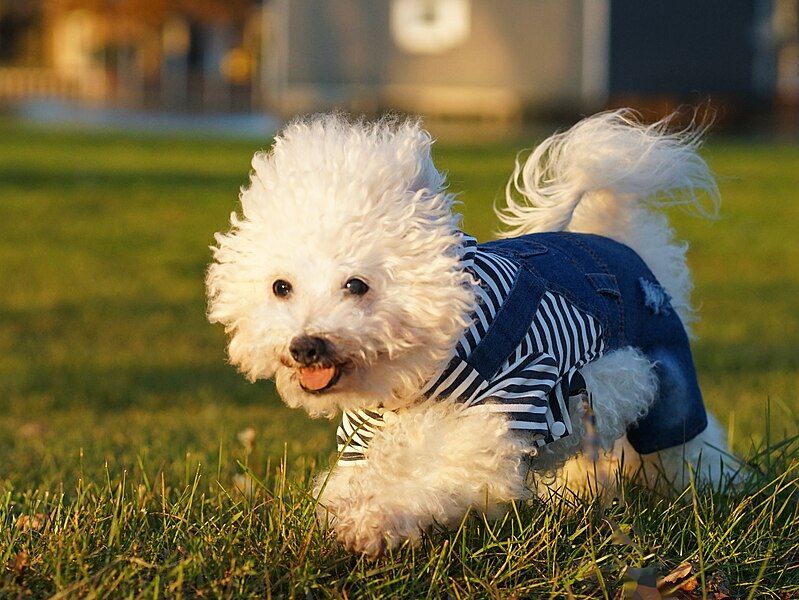 File:16yearoldbichonfrise (cropped).jpg