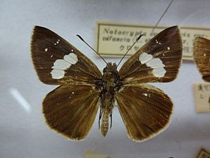 Museum specimen