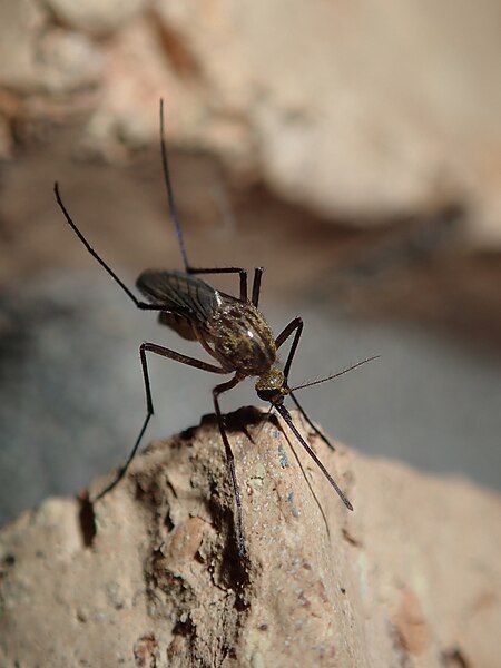 File:Aedes imperfectus.jpg