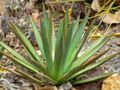 Agave arizonica