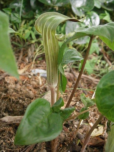 File:Arisaema triphyllum side-view.JPG