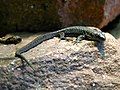 Armenian rock lizard