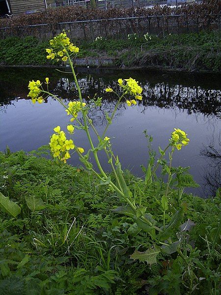 File:Brassica rapa plant.jpg