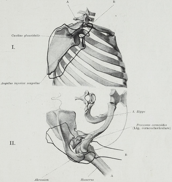 File:Braus 1921 150b.png