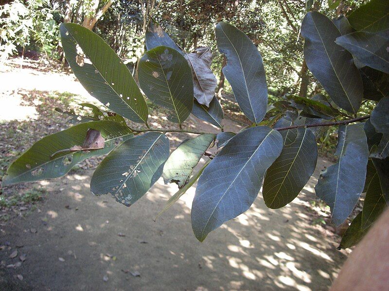 File:Bridelia exaltata foliage.jpg