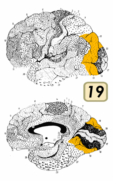 File:Brodmann Cytoarchitectonics 19.png