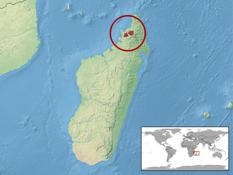 File:Brookesia lineata distribution.png