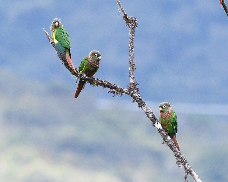 File:Brown-breasted Parakeet.jpg