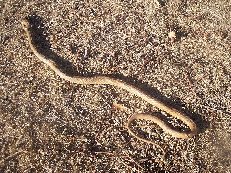 File:BrownSnake Australia.jpg