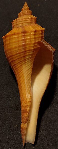 File:Brunneifusus Ternatanus F.jpg