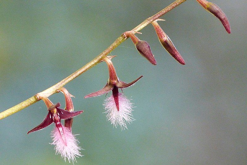 File:Bulbophyllum saltatorium.jpg