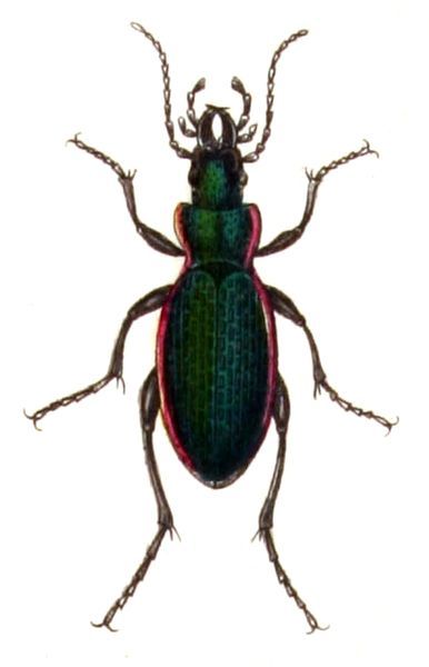 File:Carabus.excellens.-.calwer.02.04.jpg