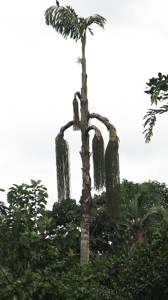 File:Caryota urens full.jpg