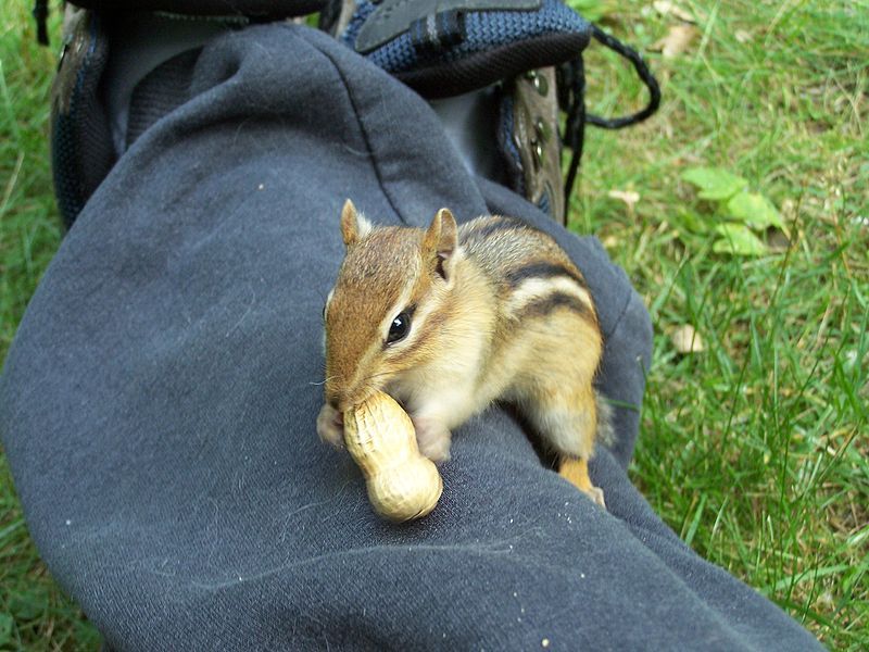 File:Chip-climbing-on-leg-for-a-peanut.jpg