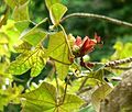 Chiranthodendron pentadactylon