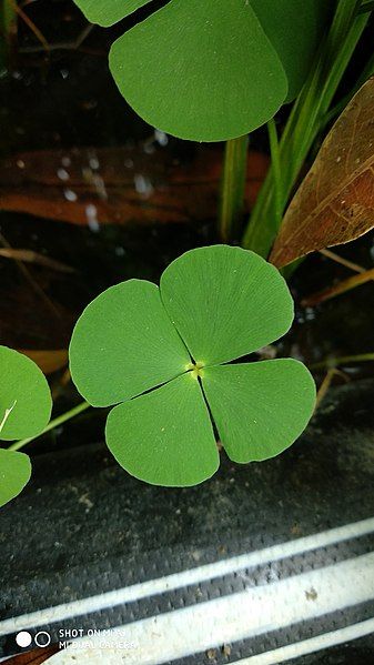 File:Clover indian.jpg