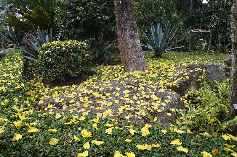 File:Cochlospermum fraserii.JPG