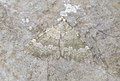 Wing coloration in certain Lepidoptera permits camouflage as can be seen in the case of the geometrid moth Colostygia aqueata.