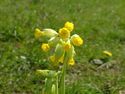 Cowslip