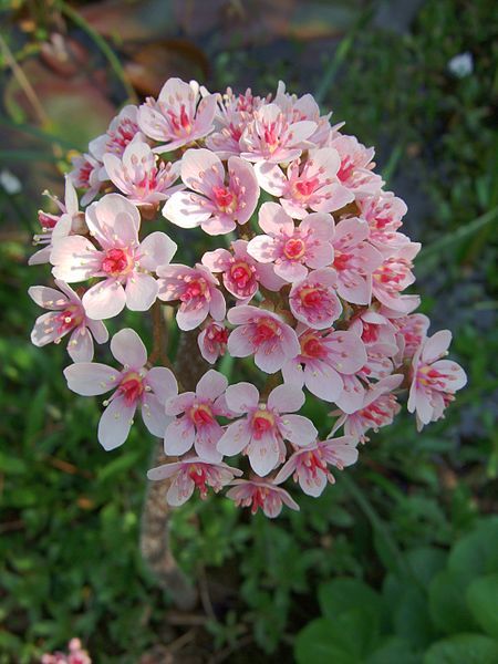 File:Darmera peltata.JPG