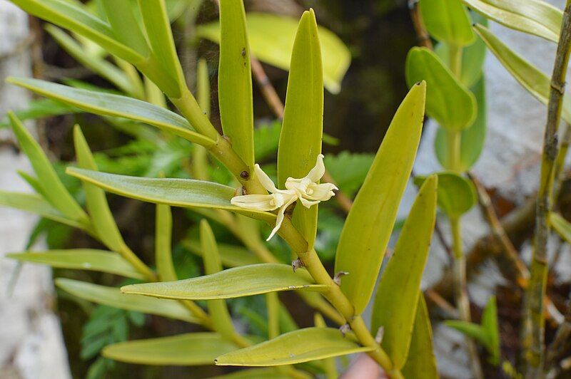 File:Dendrobium guamense.jpg