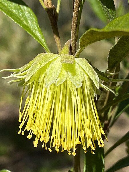 File:Diplolaena microcephala flower.jpg