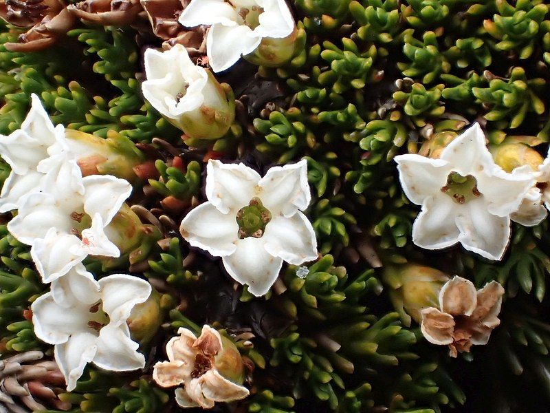 File:Dracophyllum muscoides flowers.jpg