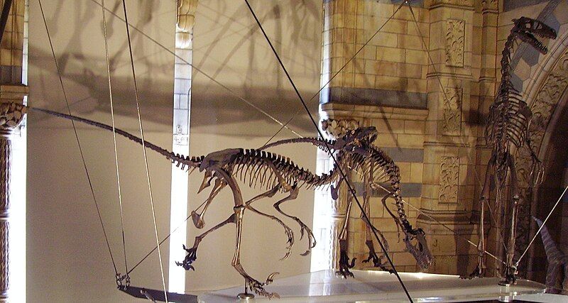 File:Dromaeosaurus group NHM.jpg