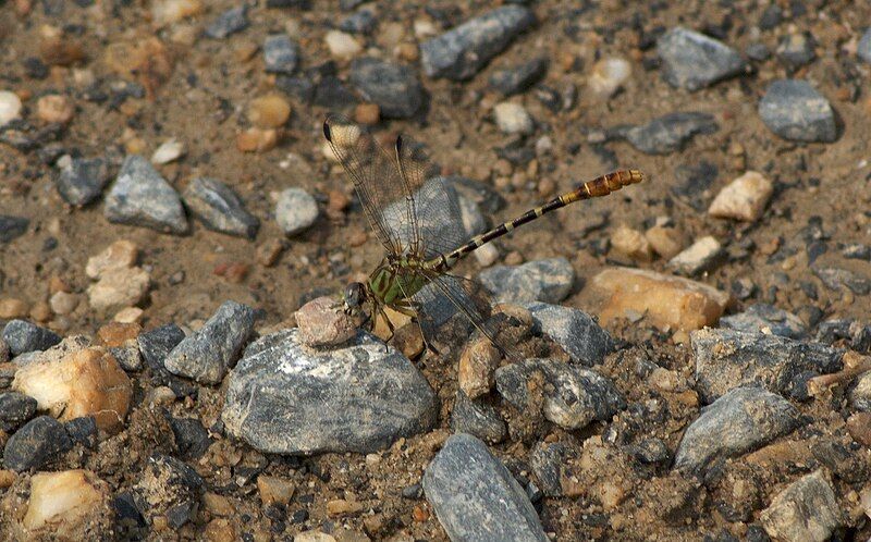 File:Eastern Ringtail1.jpg