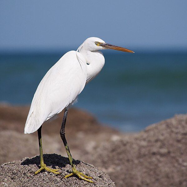 File:Egretta gularis oman.jpg