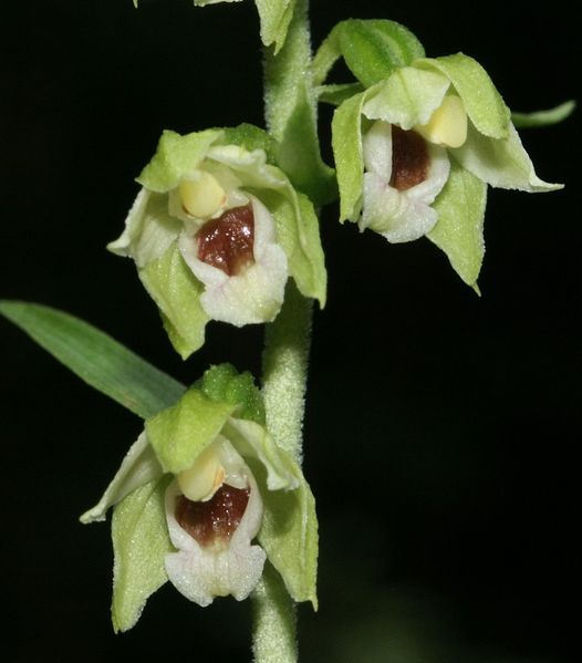 File:Epipactis muelleri flowers.jpg