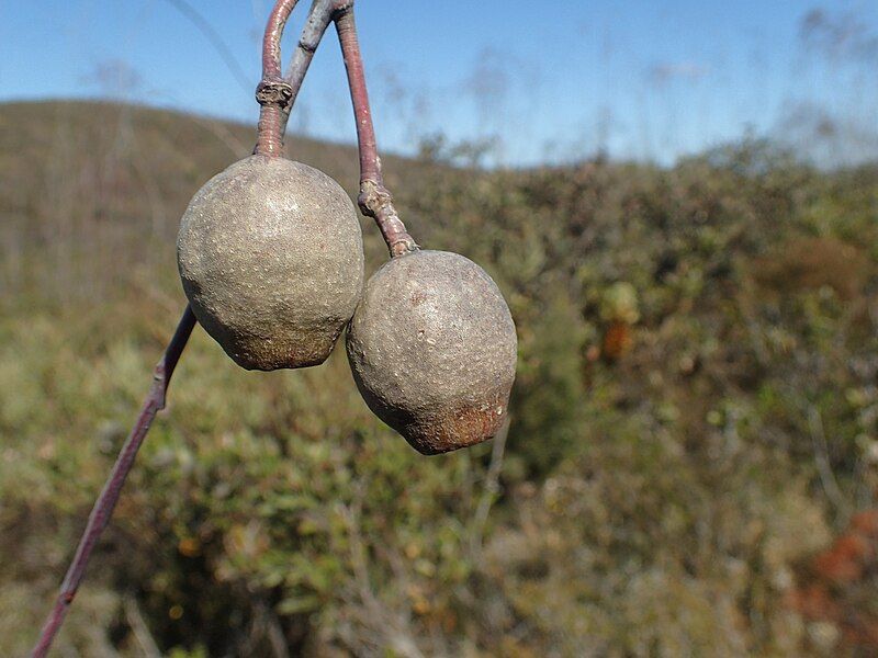 File:Eucalyptus sepulcralis fruit.jpg