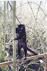 Male black lemur