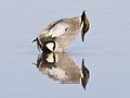 A rare falcated duck, a "vagrant" from Asia that arrived at Colusa National Wildlife Refuge (December 2011).