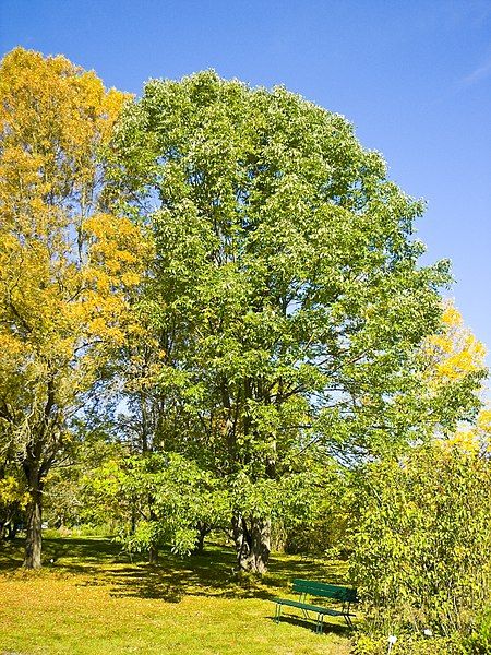 File:Fraxinus americana 002.jpg