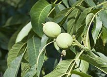 A couple of fresh nuts of a walnut (Junglans sp). Darboğaz, Ulukışla - Niğde, Turkey.