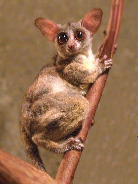 File:Galago senegalensis.jpg