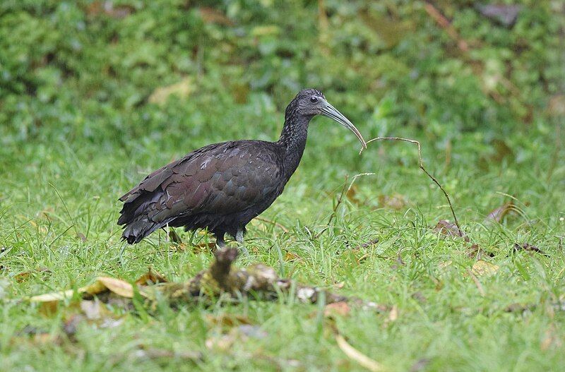 File:Green Ibis (24997444542).jpg