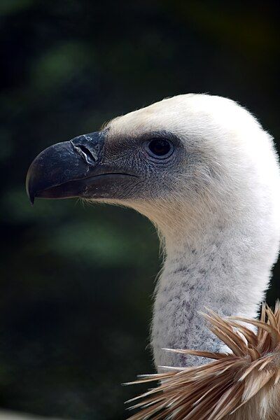 File:Griffon Vulture Kuwait.jpg