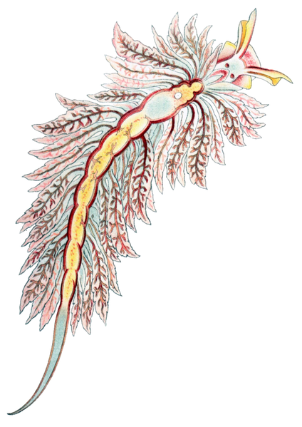 File:Hermaea bifida.png