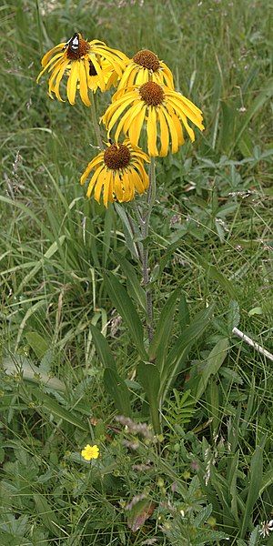 File:Hymenoxys hoopesii habitus1.jpg