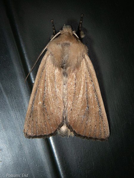 File:Ichneutica blenheimensis 58563271.jpg