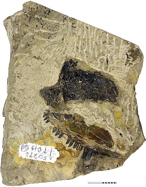 File:Kenomagnathus-fig1-fossil.jpg