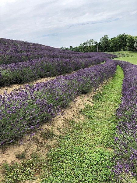 File:Koroshegy lavender2.jpg