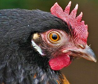 Cock, close-up of the head