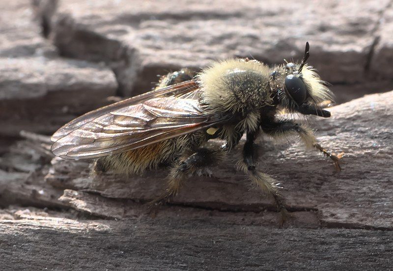 File:Laphria fernaldi P1290648a.jpg